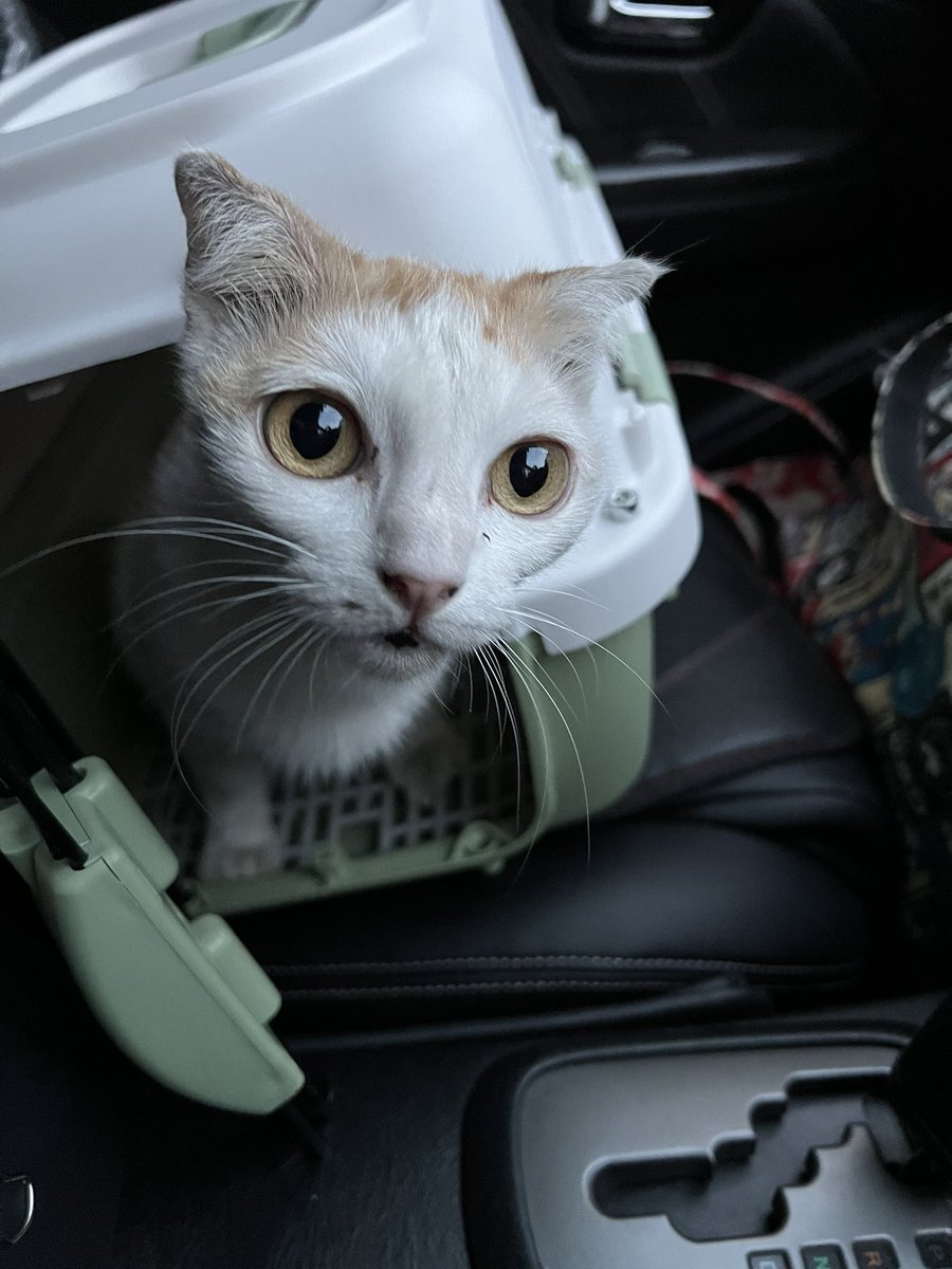 バラ Bara🌹 tweet media