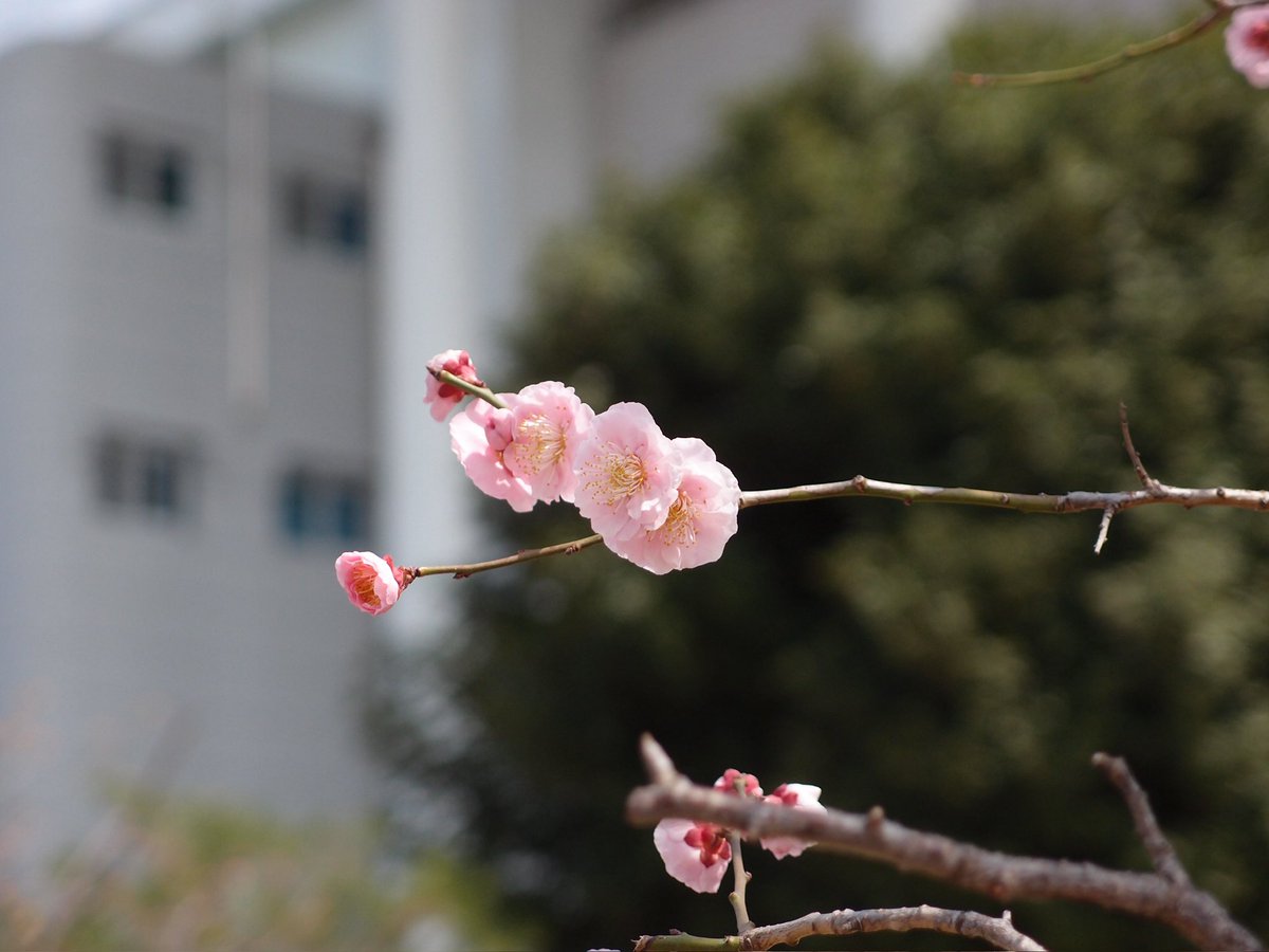 백설기콩떡🍮🍨 tweet media