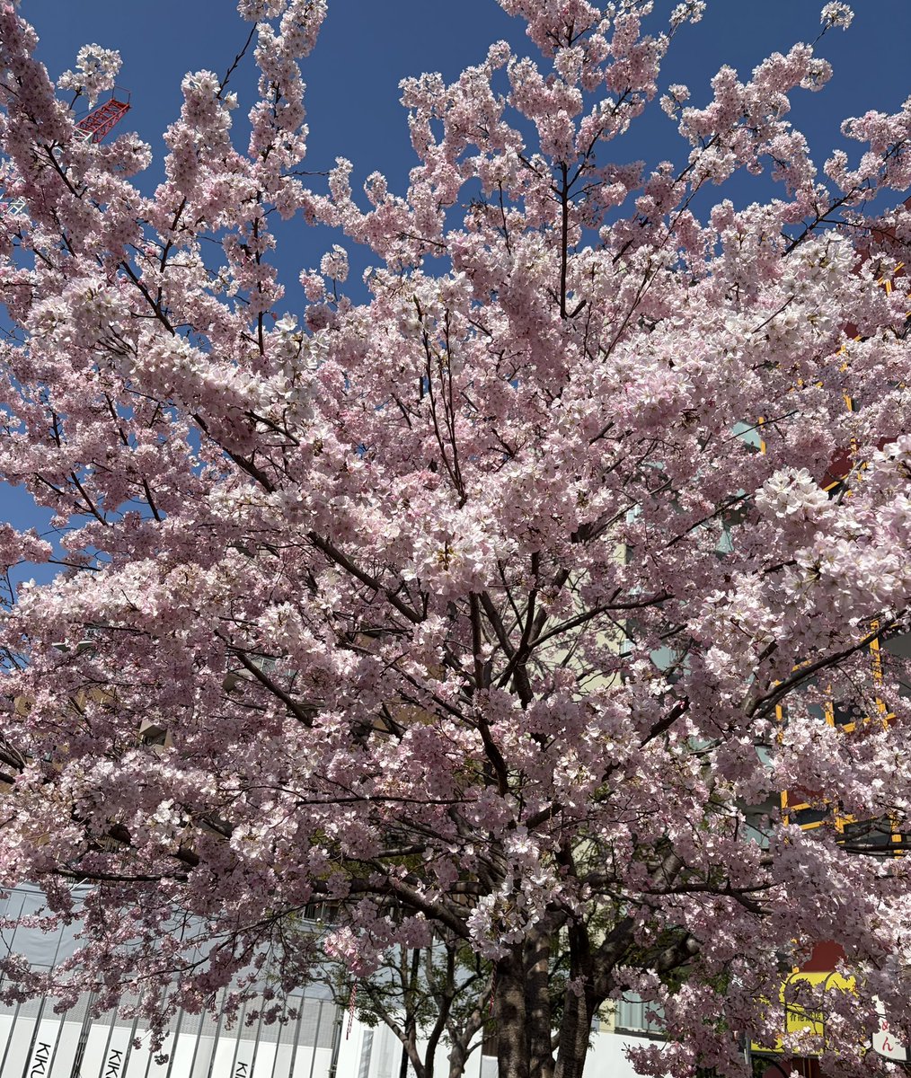 猫好きYOU | THE SOUND BEE HD | MARY RUE tweet media