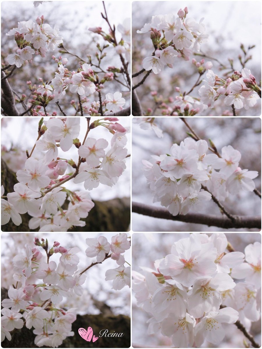 れいなちゃん🐱3rd🌸🌹 tweet media