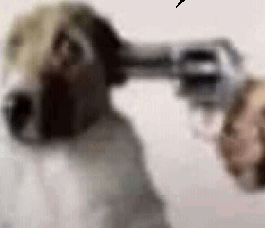 Pinamations tweet media