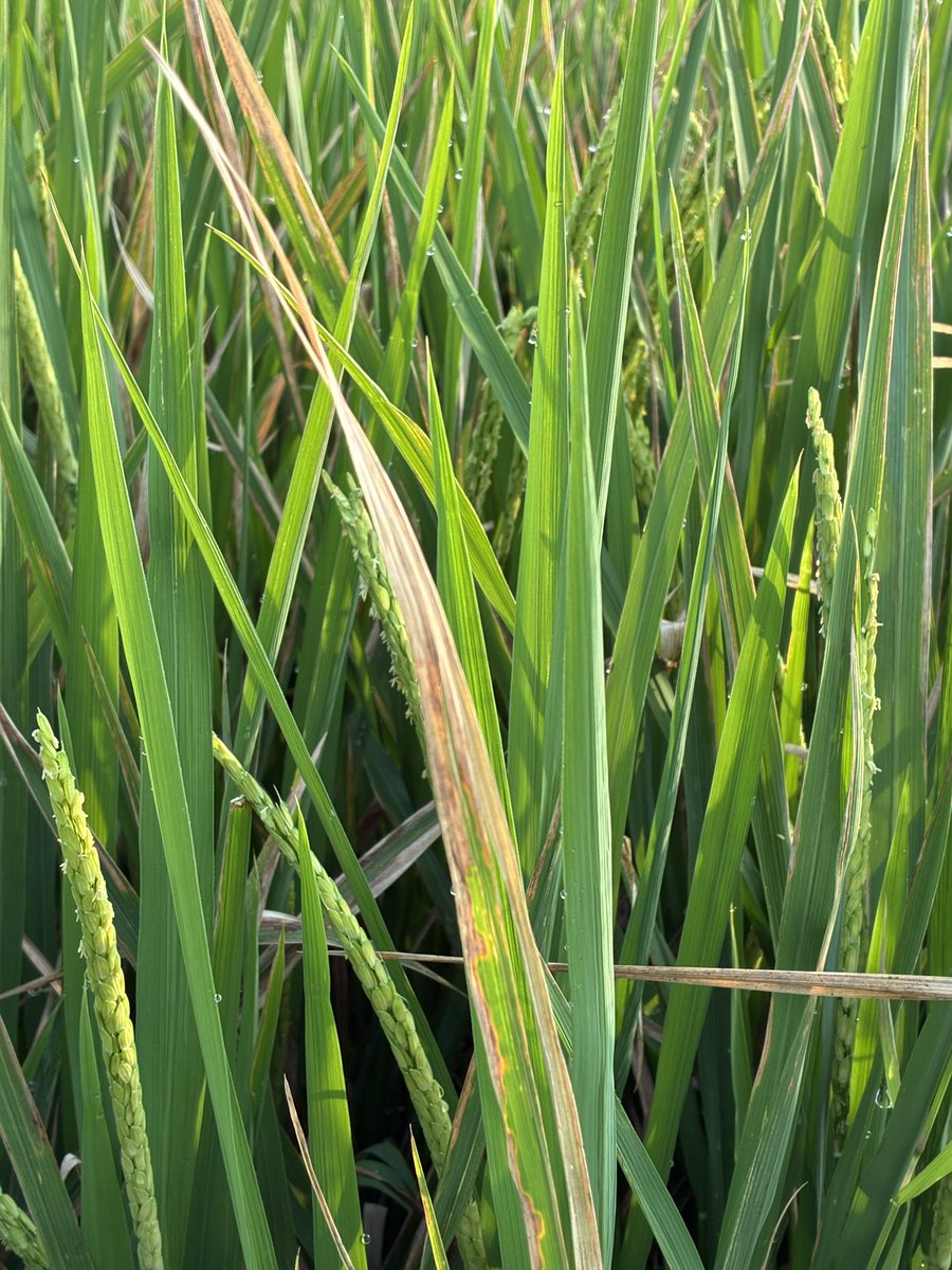 NutaniMan tweet media