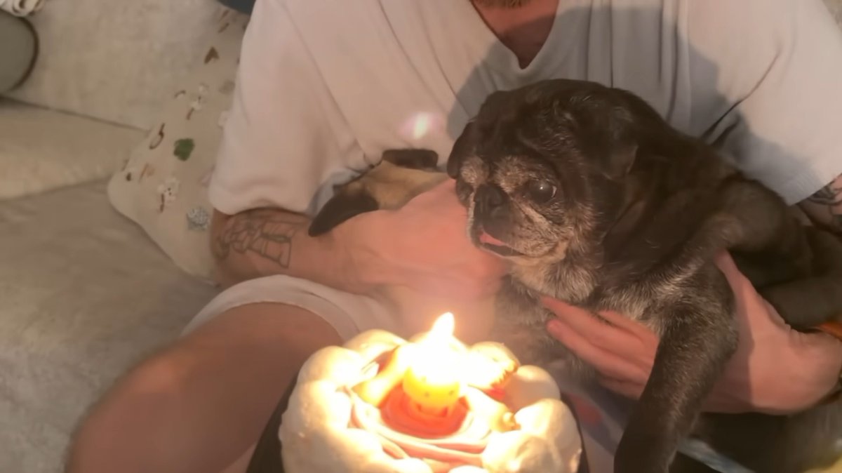 OUR OLD MAN IS GETTING OLD 🐶🎂 LOOK: Swedish YouTuber Felix Arvid Ulf ...