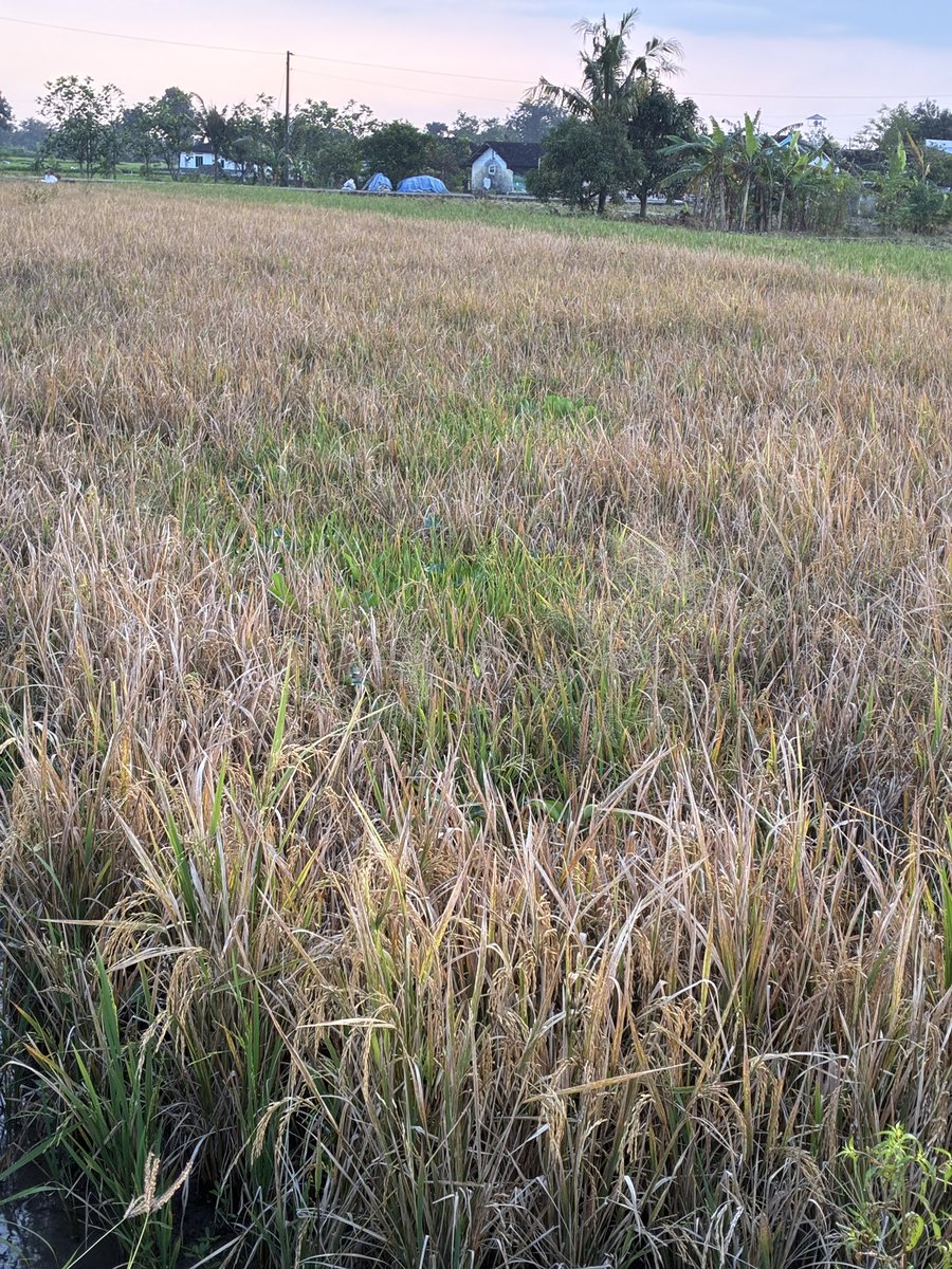 NutaniMan tweet media