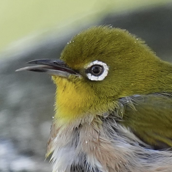 ぽかり tweet media