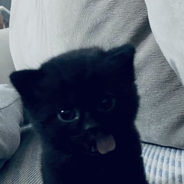  𝓖𝐫𝐢𝐦𝐦. tweet media