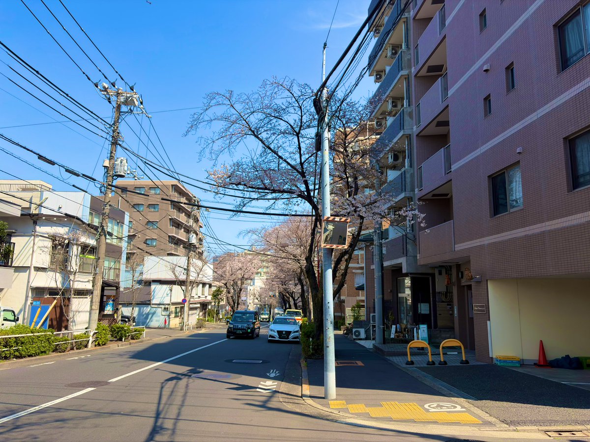 今日は品川にいます
かむろ坂、少し咲いてきた🌸