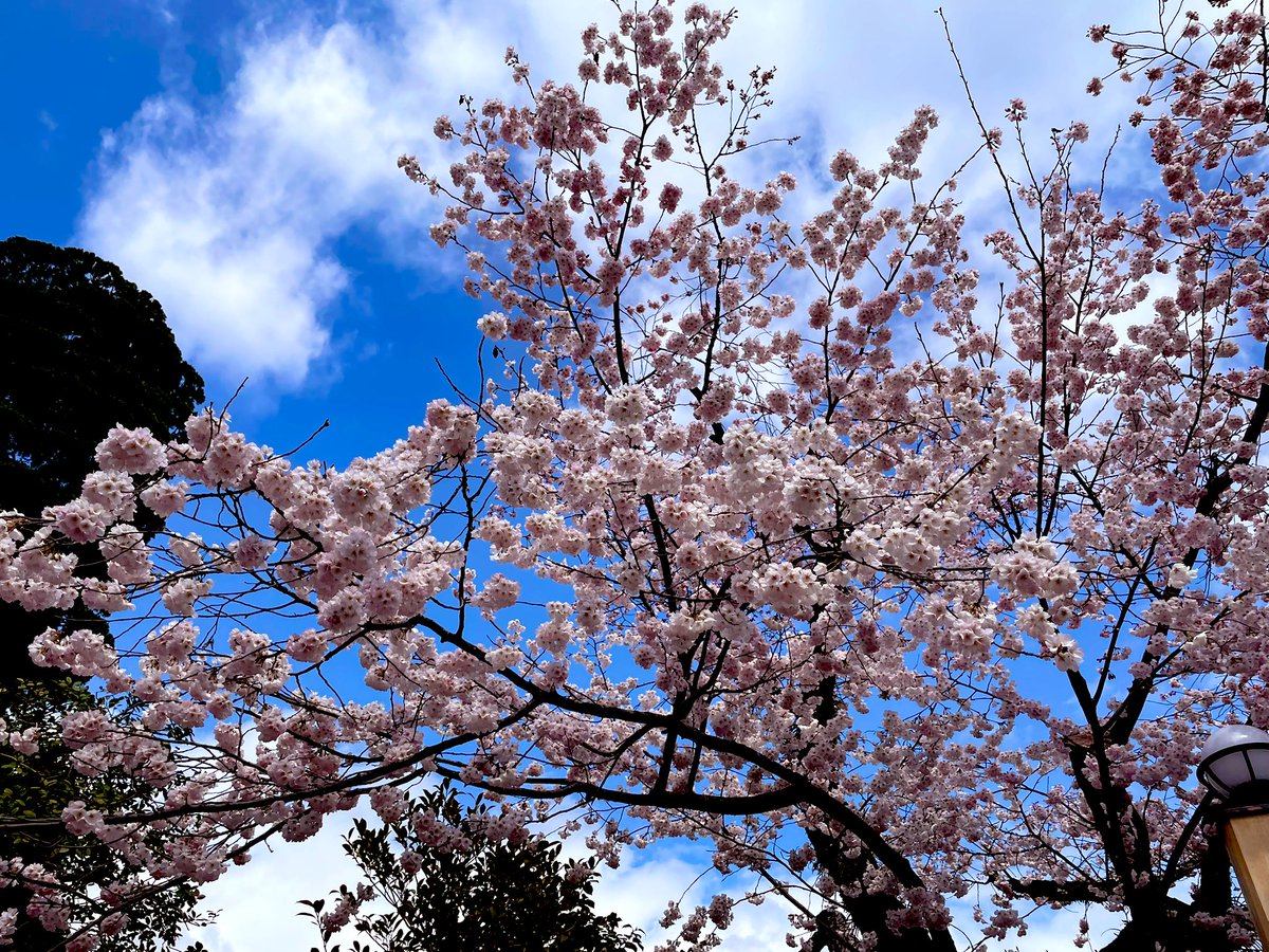 Xerokina:ゼロキナ🪱アンダワ👑初ボカロ曲 tweet media