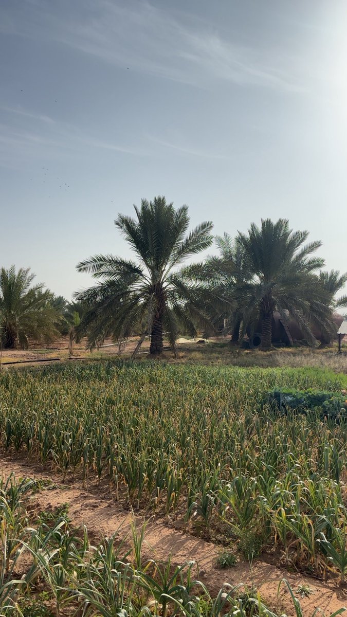 يزيد tweet media