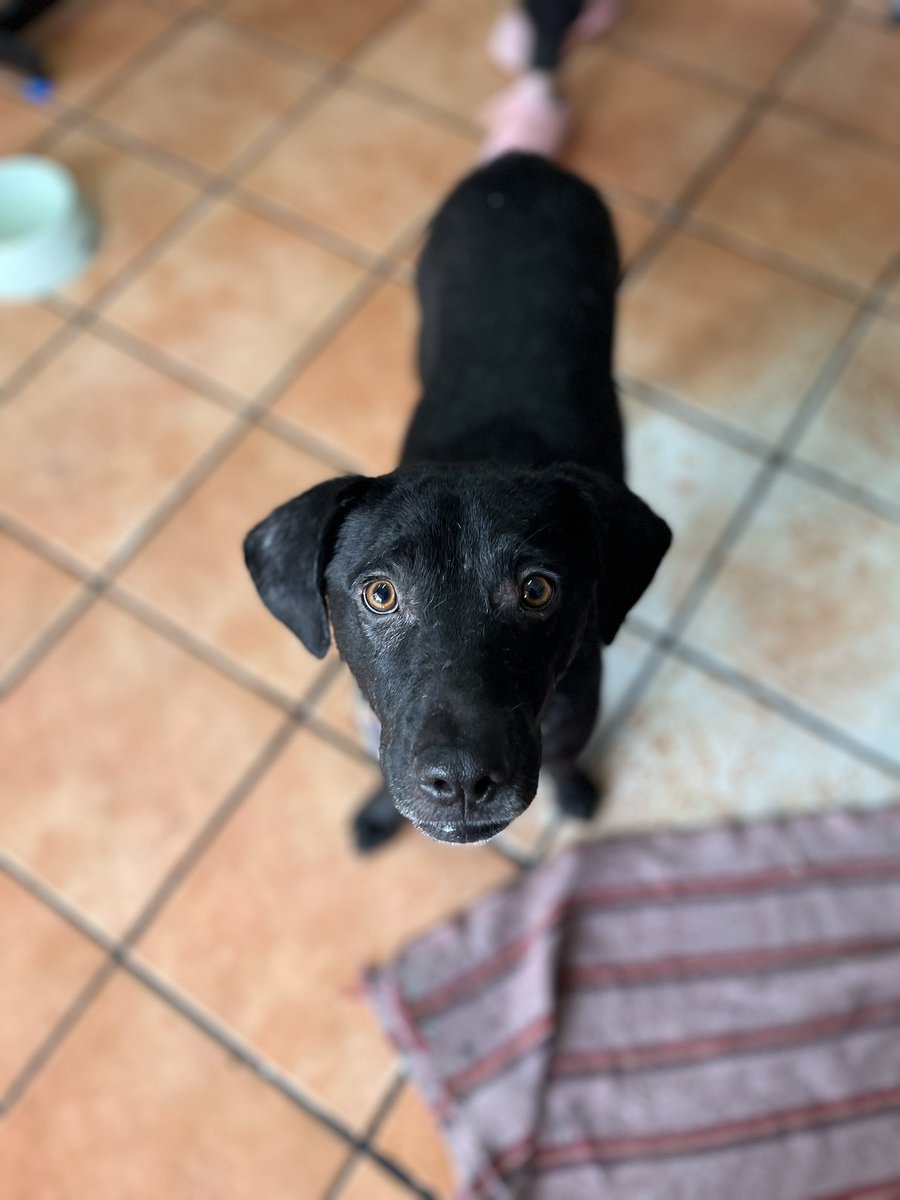 𝙷𝚎𝚕𝚊 𝙼𝚘𝚛𝚎 🐶 tweet media