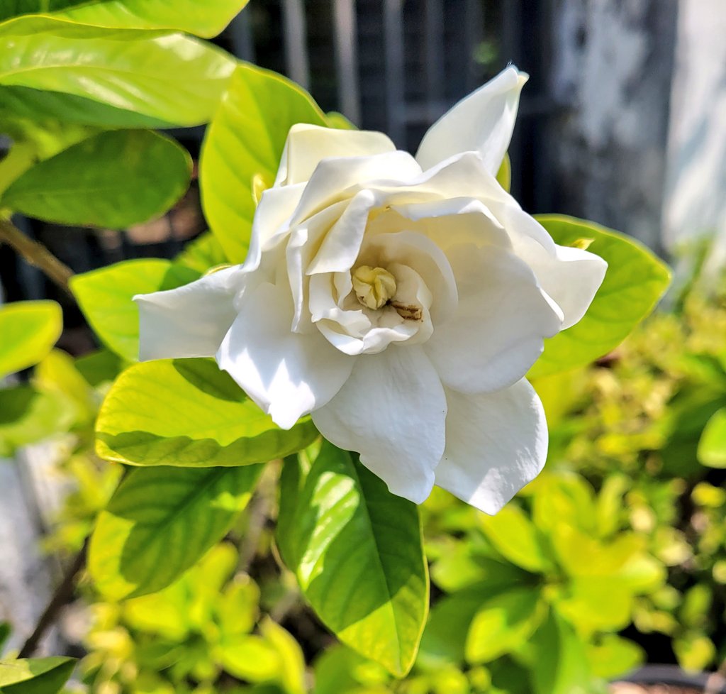 Ms.กะหล่ำปลี🥬 tweet media