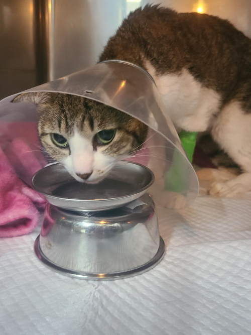 💙腸重積の猫さん（仮名テトちゃん）
　　ポリープが原因による腸重積で緊急手術
　　ご支援ご協力をお願い申し上げます。