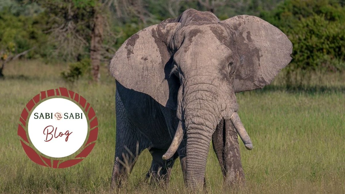 SabiSabiReserve's tweet image. Elephant sightings are more than about their size - they’re about character. At Sabi Sabi, every encounter reveals hidden bonds &amp;amp; deeper stories within the herd. Read more in Ruan's latest blog... #elephant #safari #wildlife #nature tinyurl.com/37evt6tc