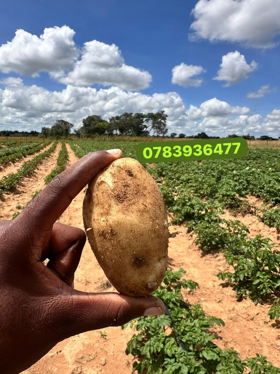 Farmbuzz Agriculture tweet media