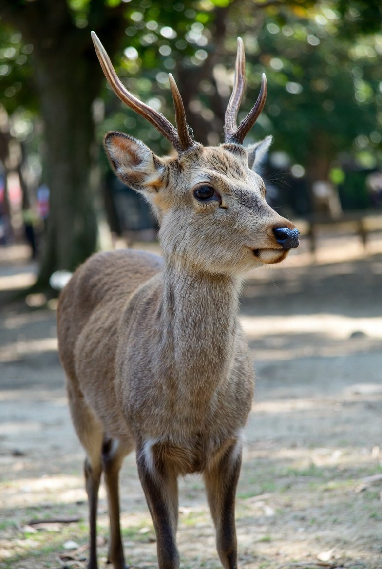 日本酒 【絹乃峰®】 製造元 株式会社赤名酒造 Japanese sake KINUNOMINE™ tweet media