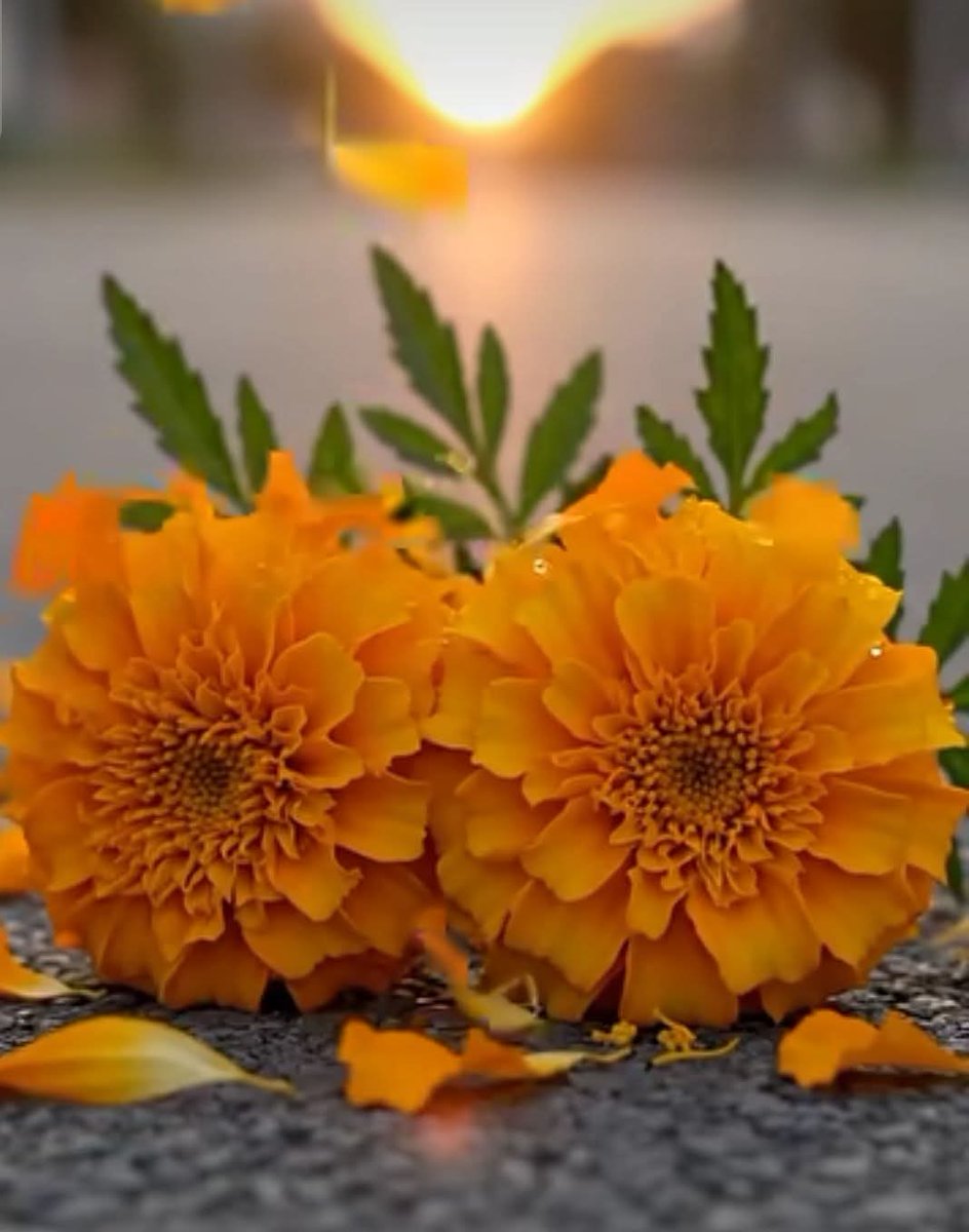 أم قصي 🇦🇪💚💚 tweet media