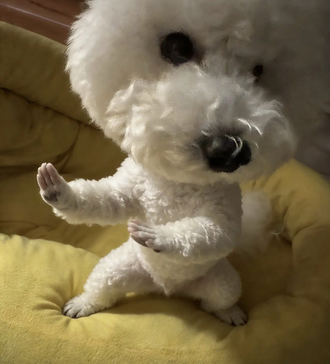 냐냐냥 tweet media