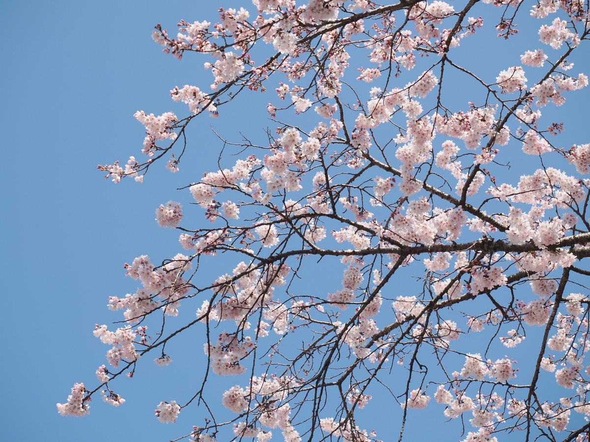 FourThirdsSystem tweet media