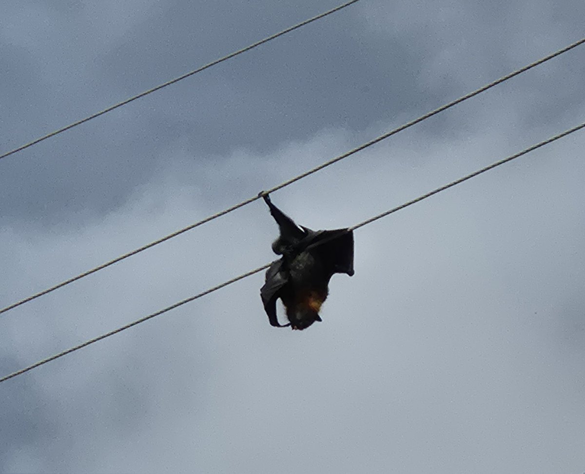 David Papps tweet media