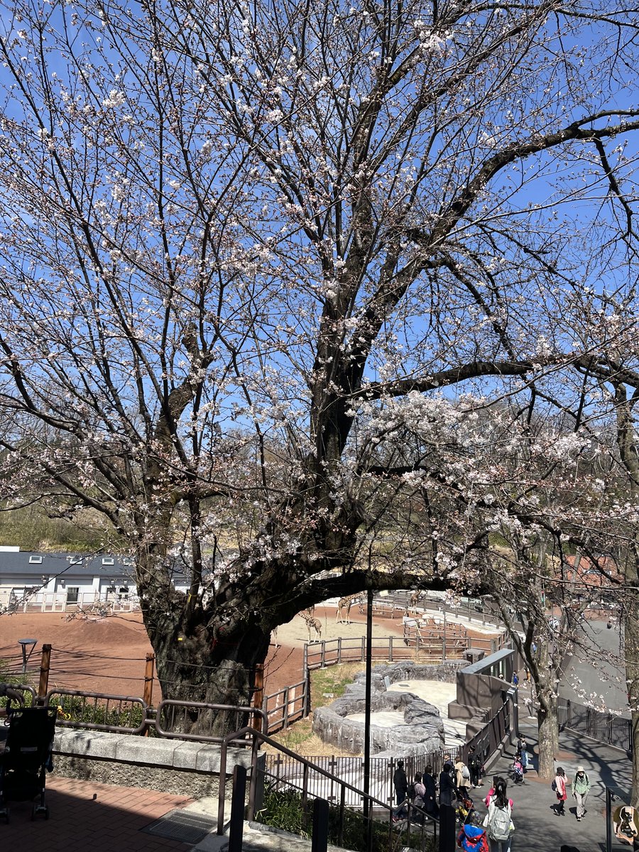 Thunderkilla tweet media