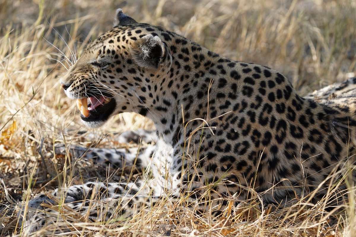 Murchison Falls National Park tweet media
