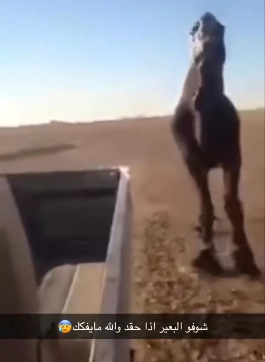 رُبى tweet media