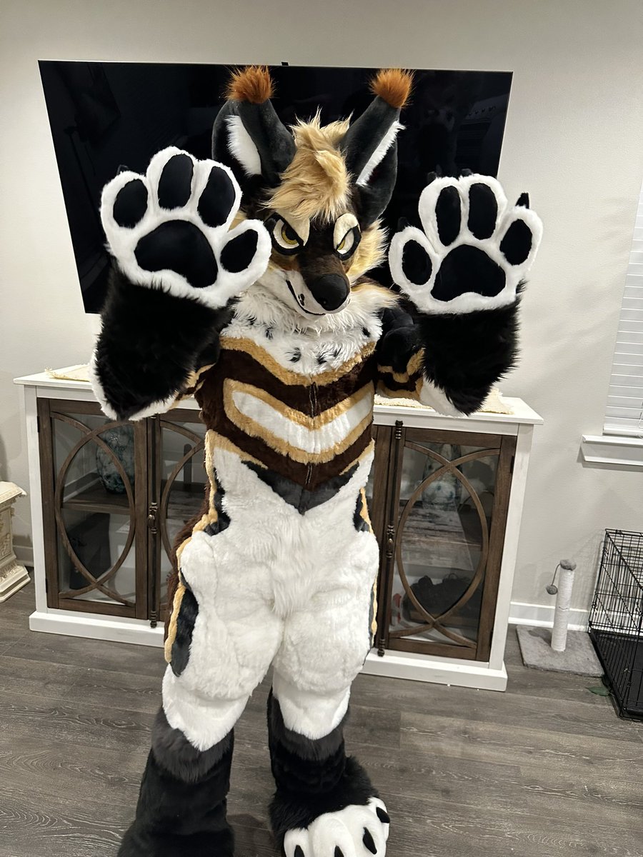 LoboTheFloof's tweet image. My new fursuit just finished in time for TFF. #furry #furrycommunity #furries #fursuiter  #fursuit #FursuitsEveryday #fursuiting #fursuithead