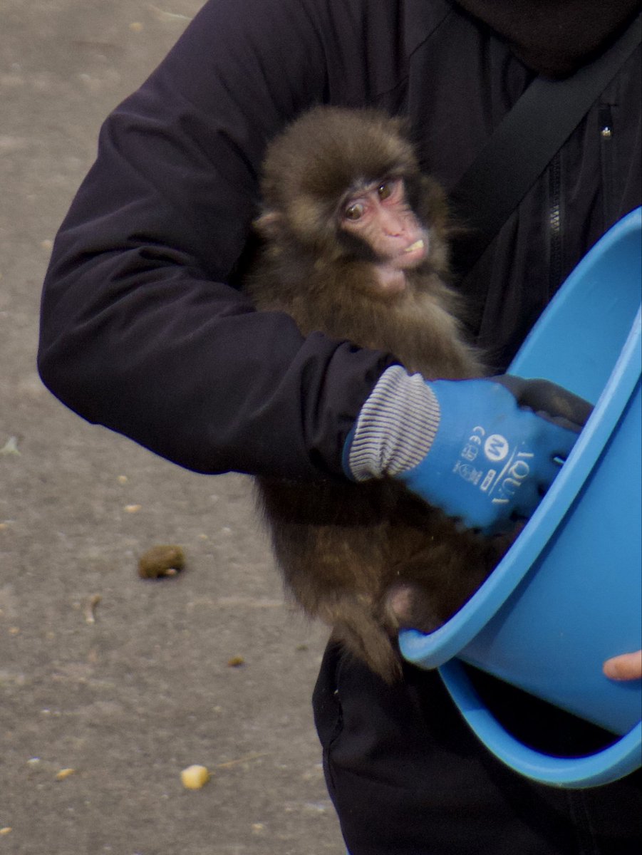 seviluci tweet media