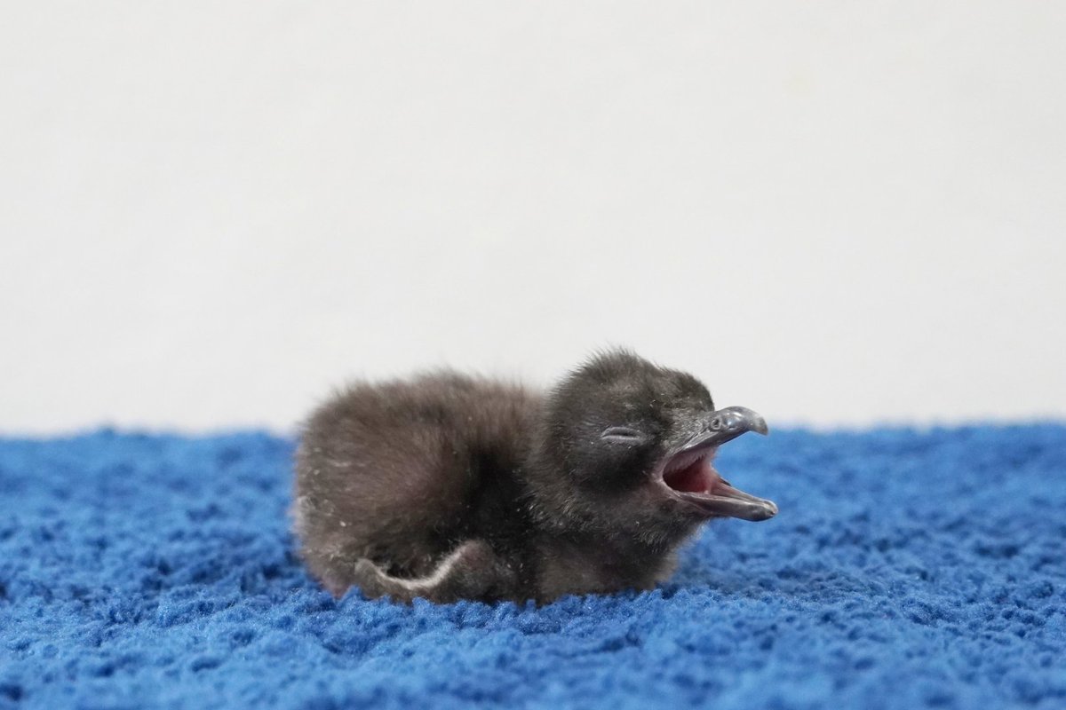 AOAO SAPPORO（アオアオ サッポロ） tweet media