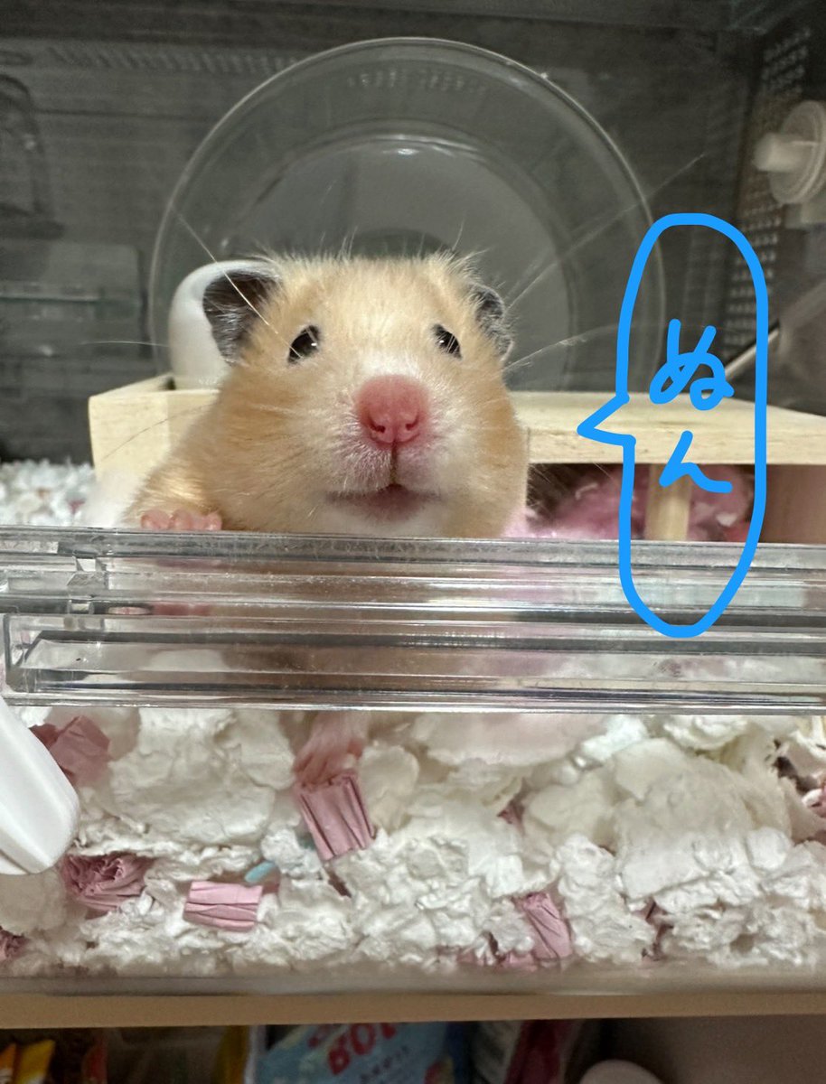 ひめみゅさん tweet media