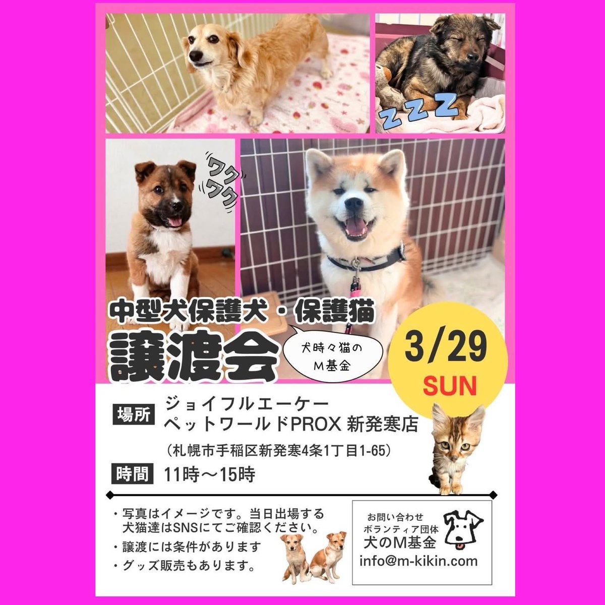 犬のM基金 tweet media