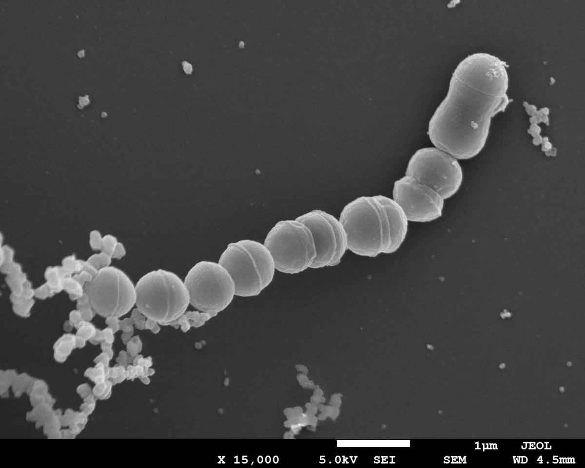 MSU News tweet media