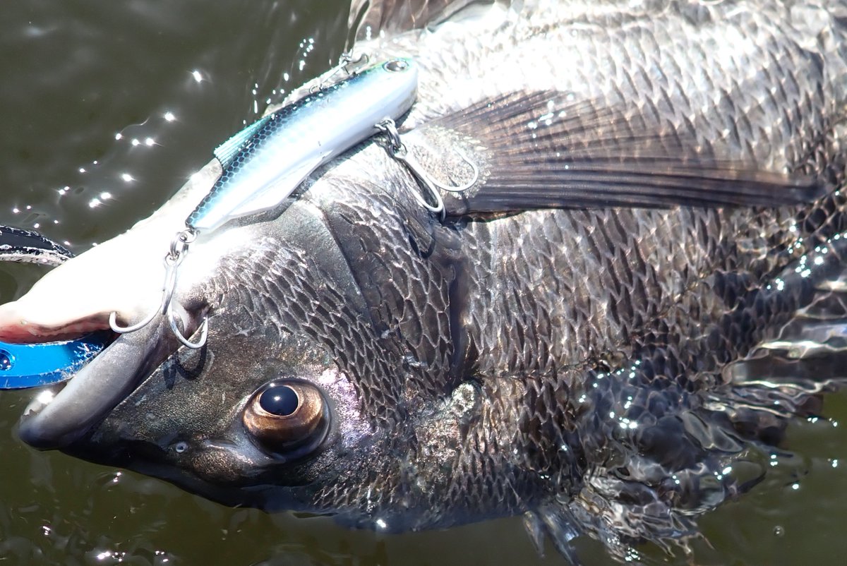 Makoto Sakai(まこ爺) tweet media