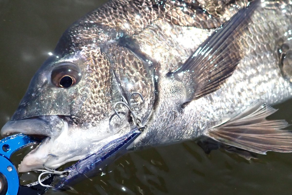 Makoto Sakai(まこ爺) tweet media