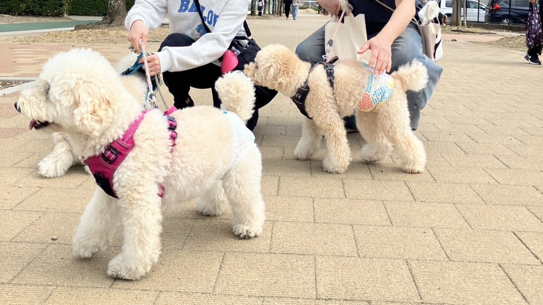 ティーズチャンネル tweet media