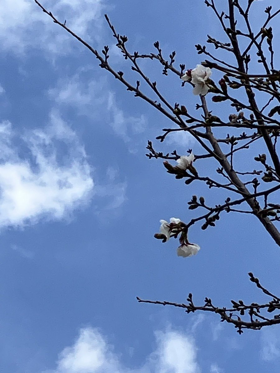 ティーズチャンネル tweet media