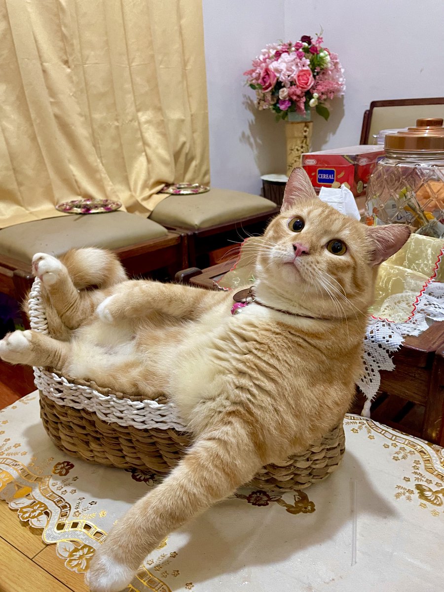 Pak RT Koko tweet media