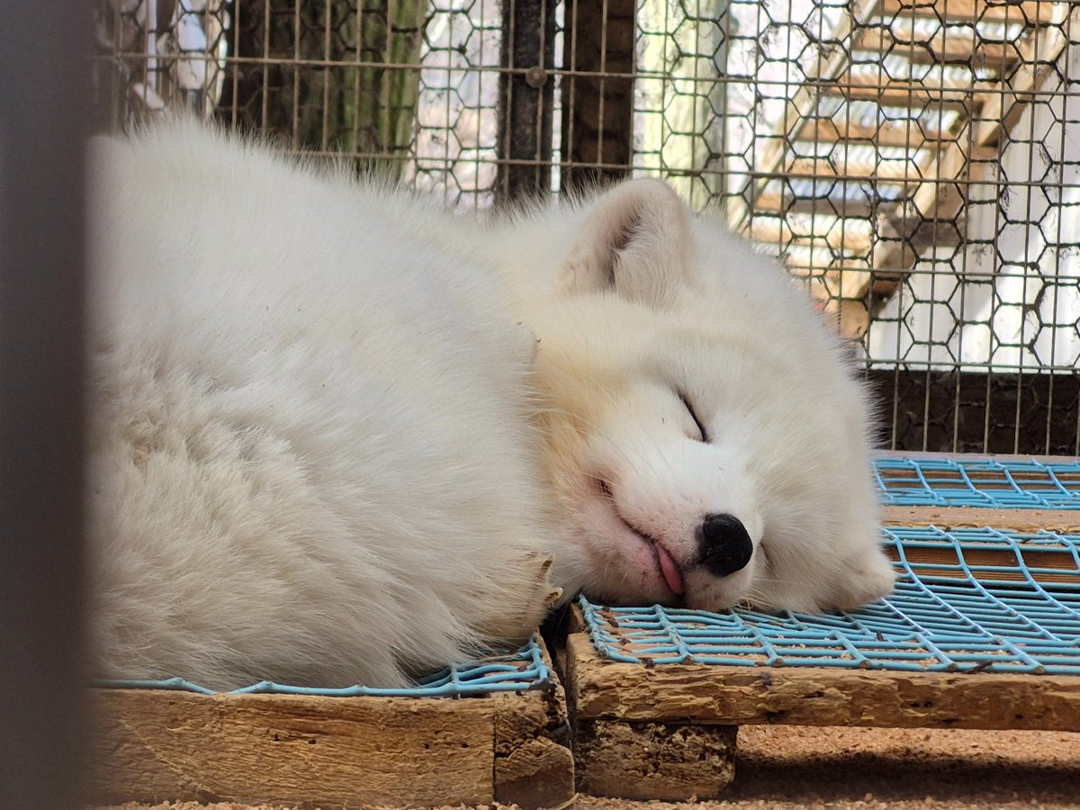 宮城蔵王キツネ村(公式)🦊 tweet media