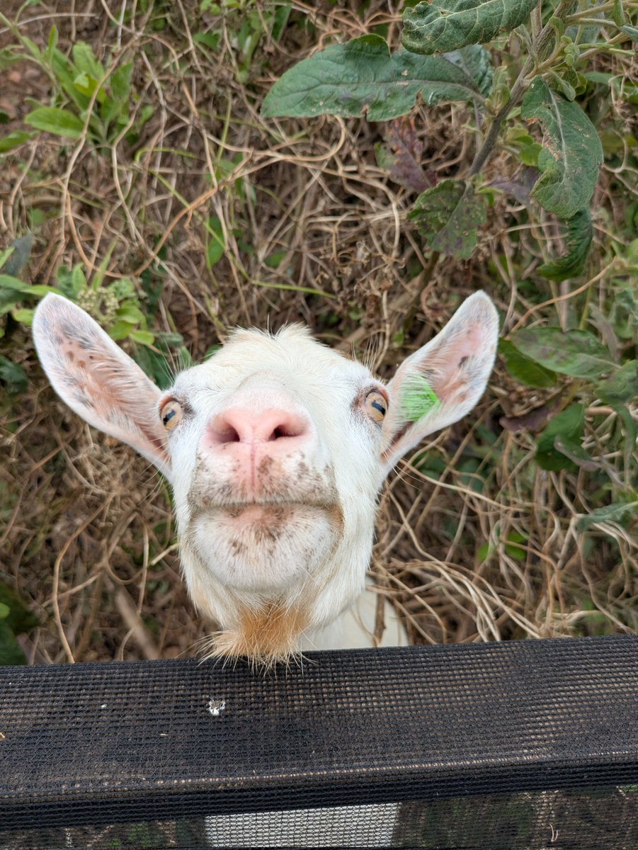 ひっとみん tweet media