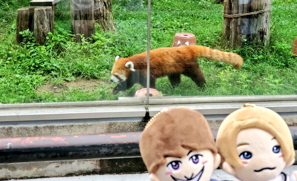 mamiel17's tweet photo. 前に行った時に偶然にも🏢ハルカスと🦒はるかすと🦁ライオン一緒に撮ってた📸✨
#てくてく絶景
#正門良規
#天王寺動物園 https://t.co/bclvSKyEph