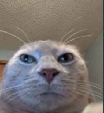 dahlia ❄︎ tweet media