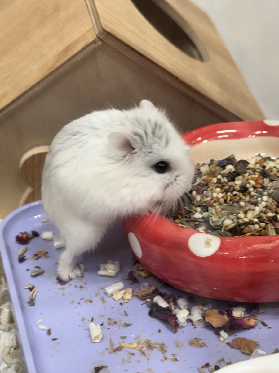 잎하(세모쥐) tweet media