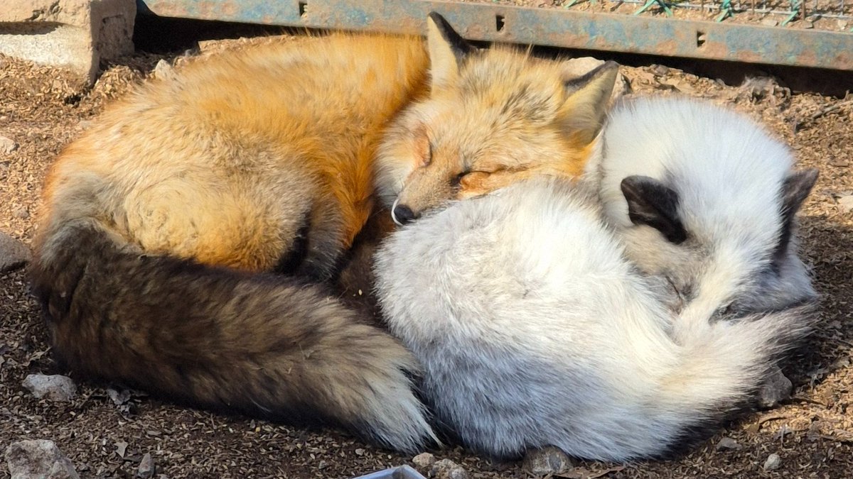 宮城蔵王キツネ村(公式)🦊 tweet media