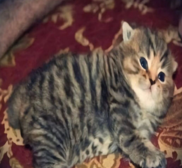 Maru/dorothy/machu ! Watching GQUUUUUUX 🎀 tweet media