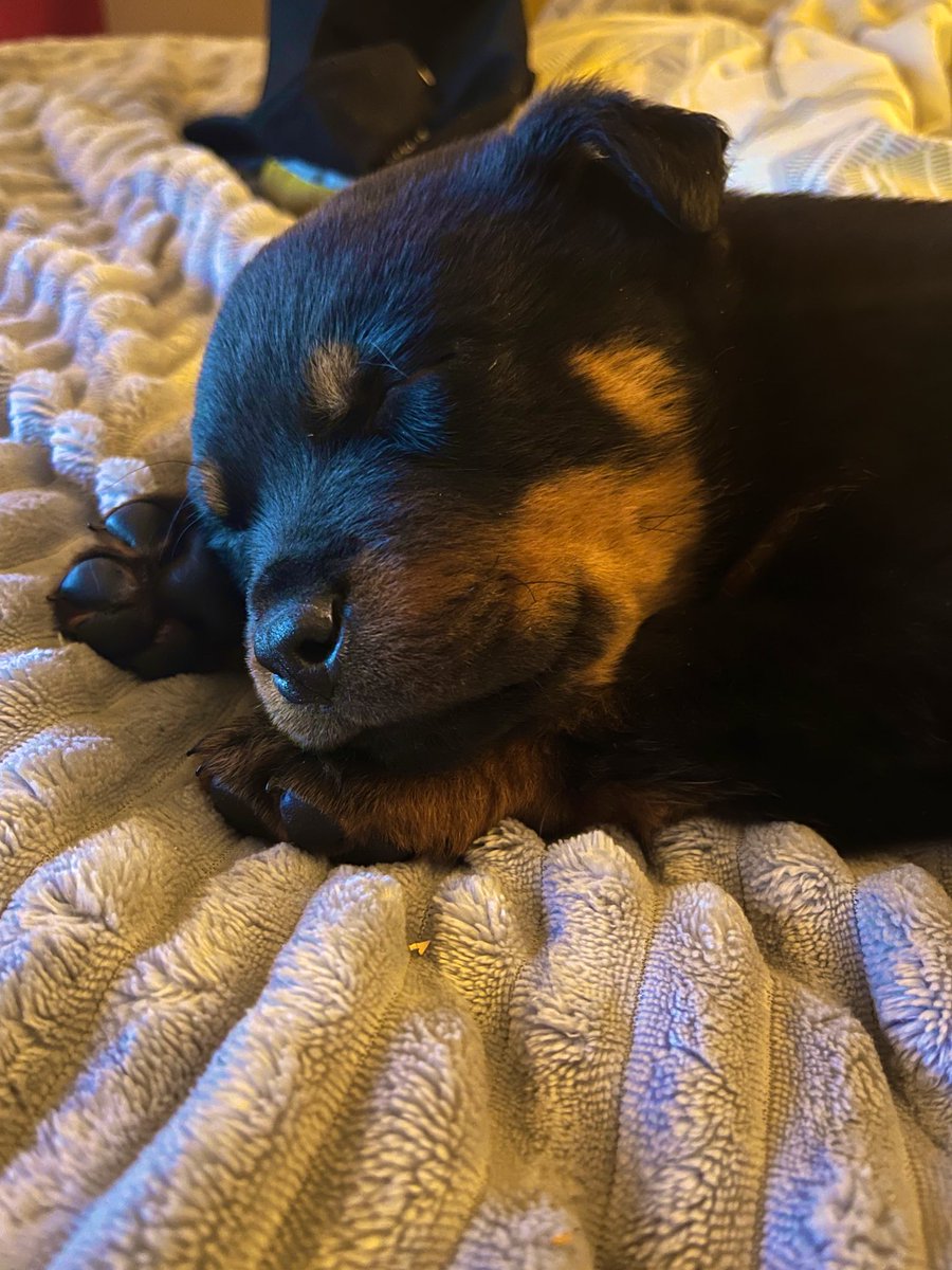 CryptoHold91's tweet photo. Buenas noches chiquitos esto ya no vale la pena verlo. Mi peluchito Rotti os desea buenas noches. Se llama Ron por cierto, mi hermana pequeña le ha llamado así. 😍 de verdad no sabéis en 3 días lo que quiero a este animal. #CarcelGemelos10 https://t.co/Kp643p8l53