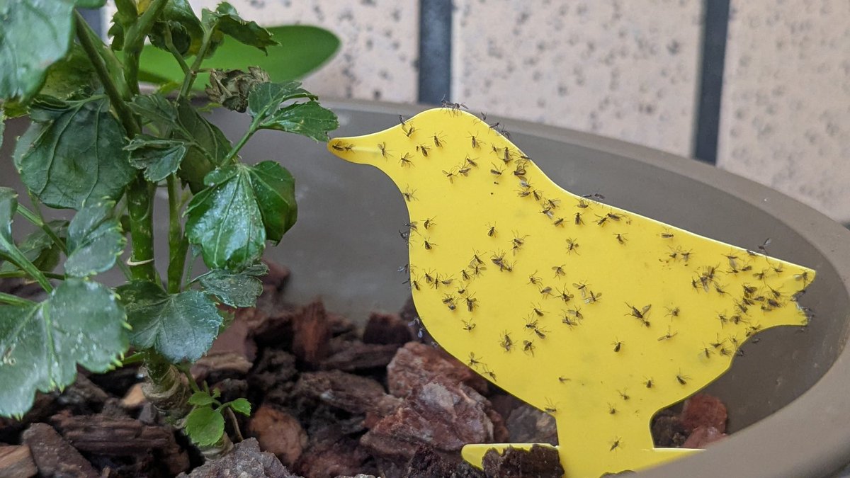 打字機阿伯 tweet media