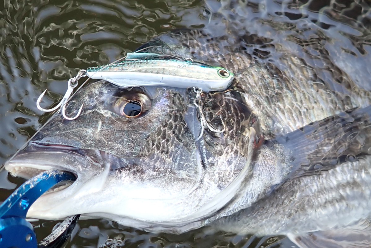 Makoto Sakai(まこ爺) tweet media