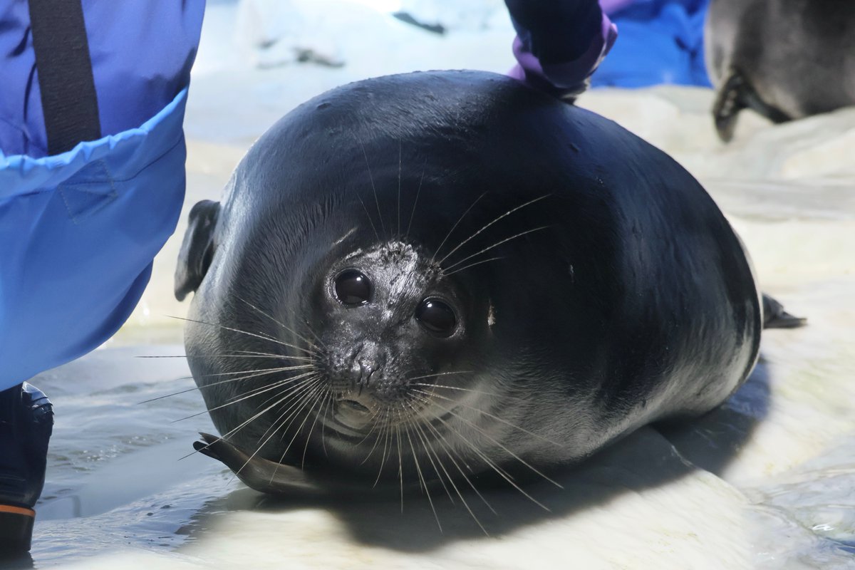 もっさん tweet media