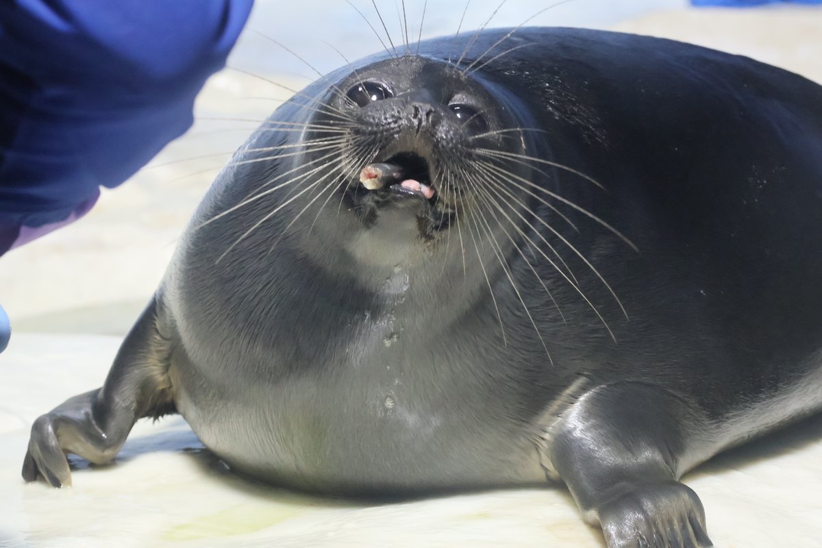 もっさん tweet media