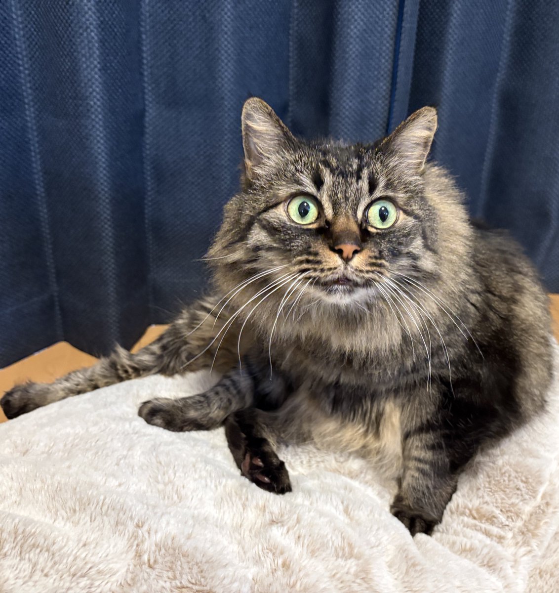 すがこ tweet media